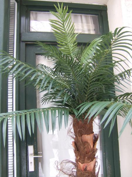 Künstliche Phönix-Palme ca. 2,20mTop-Qualität Bestseller